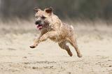 BORDER TERRIER 013